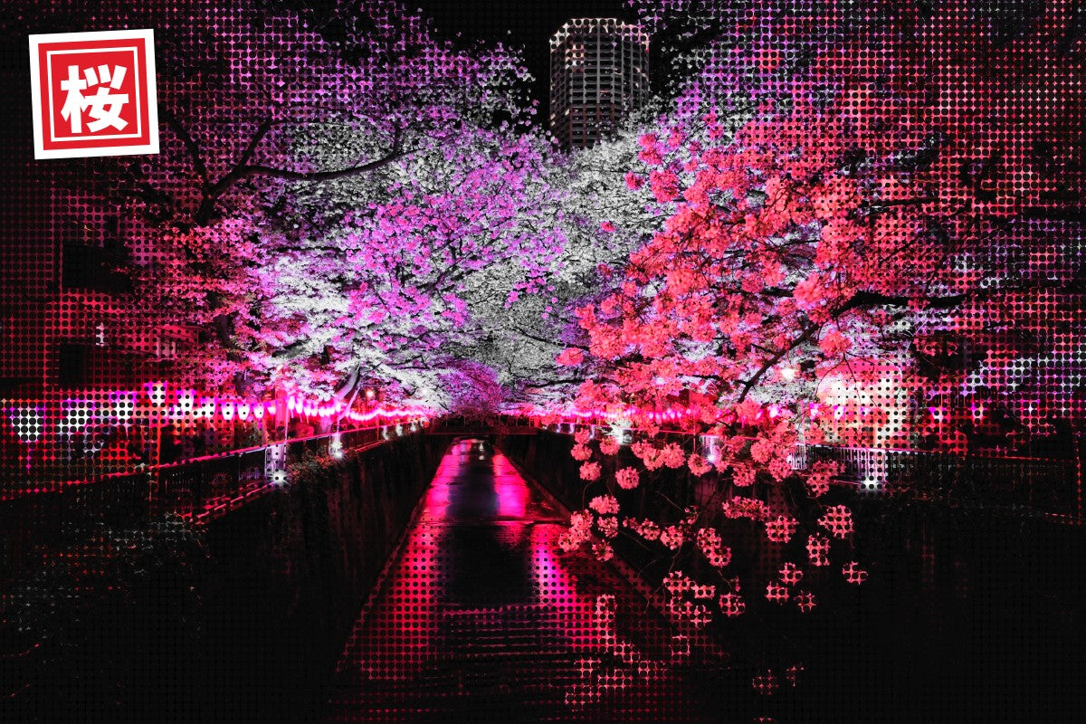 Sakura